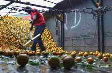  Exportações de frutas do Paraná crescem 33% e chegam a US$ 14 milhões em 2024